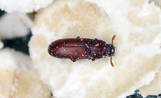 The red flour beetle (Tribolium castaneum) is a species of beetle in the family Tenebrionidae, the darkling beetles. It is a worldwide pest of stored products, particularly food grains, and a model organism for ethological and food safety. The red flour beetle attacks stored grain and other food products including flour, cereals, pasta, biscuits, beans, and nuts, causing loss and damage. The United Nations, in a recent post-harvest compendium, estimated that Tribolium castaneum and Tribolium confusum, the confused flour beetle, are \