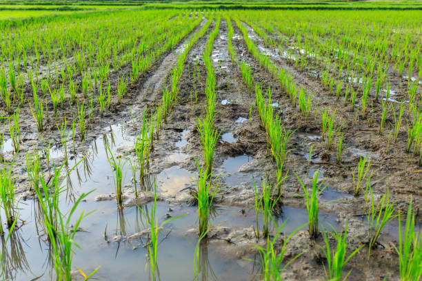 The rice plants that have just been planted in the rice fields stock photo