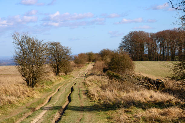 The Ridgeway National Trail near Wantage, Oxfordshire. The Ridgeway National Trail near Wantage, Oxfordshire. Damaged by the huge numbers of extra walkers this winter. rutting stock pictures, royalty-free photos & images
