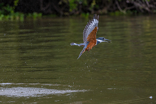 The ringed kingfisher (Megaceryle torquata) is a large, conspicuous and noisy kingfisher. Found in the Pantanal of Brazil. Fishing in the river. Hunting.