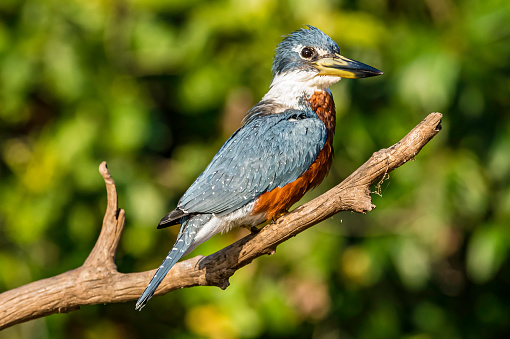 The ringed kingfisher (Megaceryle torquata) is a large, conspicuous and noisy kingfisher. Found in the Pantanal of Brazil.