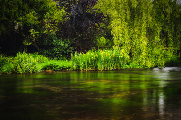 The river bank at Ashford-in-the-water in the Peak District National park. A long exposure of lush green plants and trees growing along the river bank at Ashford-in-the-water in the Peak District National park. riverbank stock pictures, royalty-free photos & images