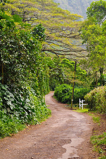 The Road Less Traveled  neicebird stock pictures, royalty-free photos & images