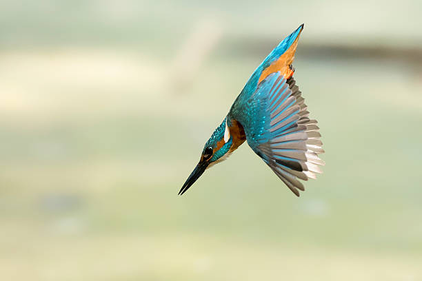 The Rocket - King Fisher diving King Fisher diving  dove bird stock pictures, royalty-free photos & images