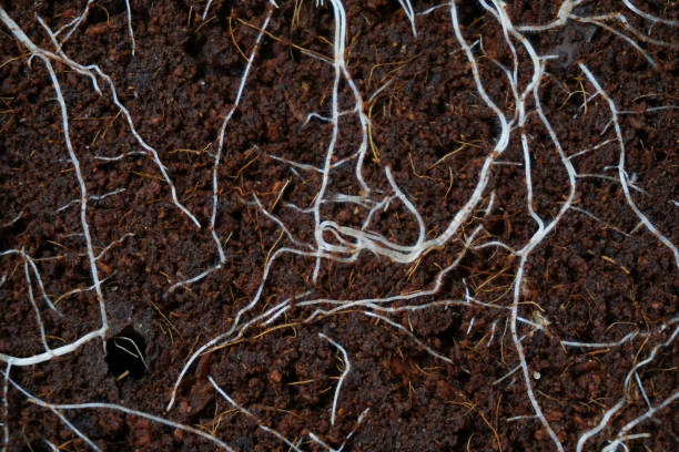 The roots of a plant in the soil stock photo