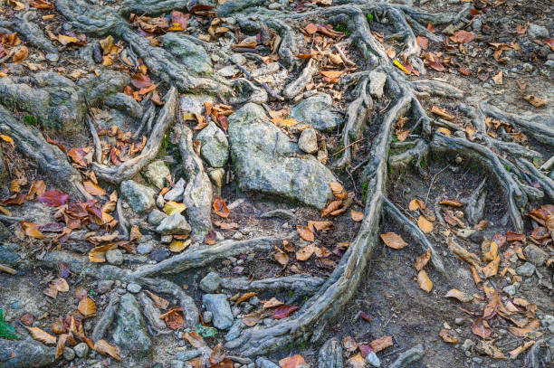The roots of the trees. stock photo