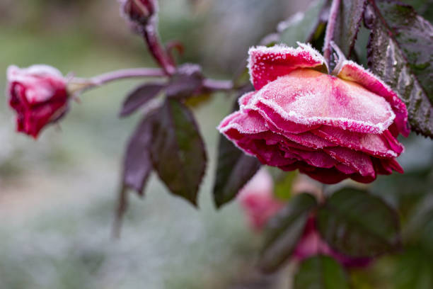 The Rose With Frost. Morning autumn garden The Rose With Frost. Autumn morning photo. Closrup frozen rose stock pictures, royalty-free photos & images