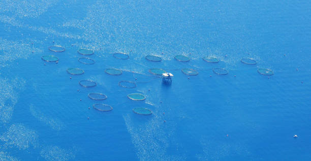 The round fish farm in open seawater stock photo