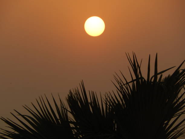 The rural sunset A bright yellowish ball of fire that the sun has become just before setting behind a pine tree can be seen looking as magnificent as anything. chhath stock pictures, royalty-free photos & images
