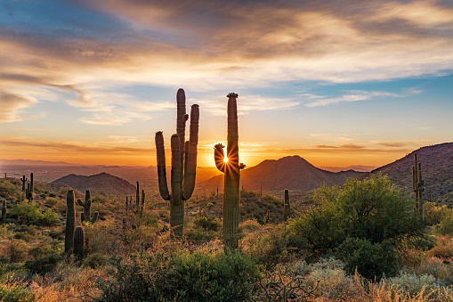 Majestic view of sunset shining through saguaro cactus in the McDowell Mountains