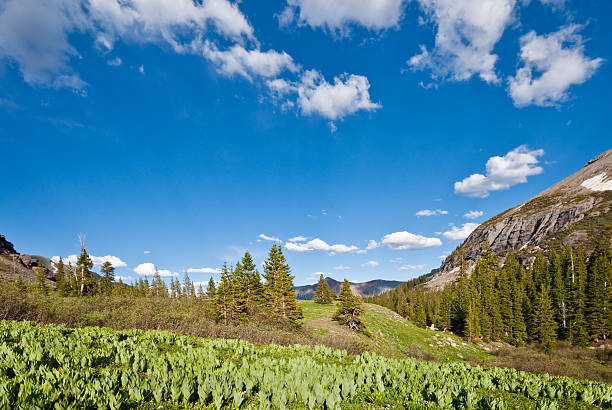 Meadow of False Hellebore The San Juans in southern Colorado are a high altitude range of mountains that straddle the Continental Divide. This meadow of False Hellebore was found at Lower Ice Lake Basin in the San Juan National Forest, Colorado, USA. jeff goulden inspiration stock pictures, royalty-free photos & images