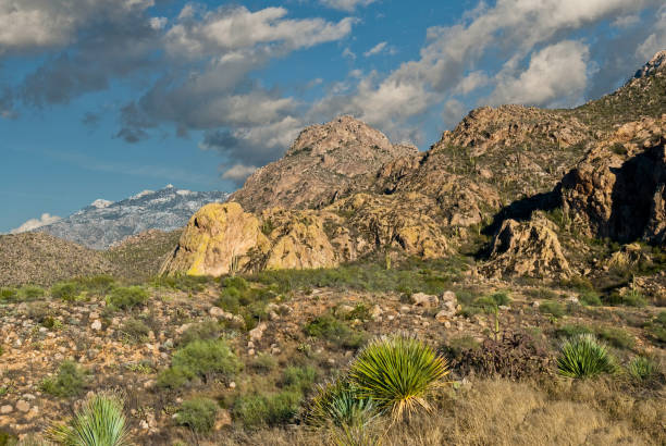 The Santa Catalina Mountains The Santa Catalina Mountains formed about 20 million years ago when tremendous heat and pressure from volcanoes caused this flat land to buckle and arch. This photograph of Sutherland Wash and the Santa Catalina Mountains was taken at Catalina State Park near Oro Valley, Arizona, USA. jeff goulden sonoran desert stock pictures, royalty-free photos & images