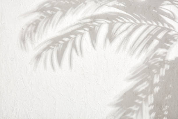 白い漆喰の壁ストック写真の葉の影 - ヤシの木 ストックフォトと画像