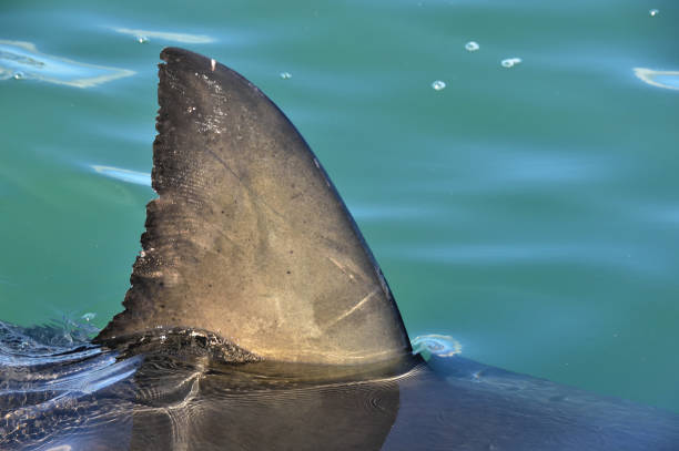 The Shark's fin above water The Shark's fin above water. Close up.  Back Fin of great white shark, Carcharodon carcharias, False Bay, South Africa, Atlantic Ocean animals attacking stock pictures, royalty-free photos & images