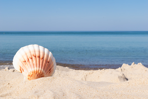 the shell of the sea snail against the background of sand and blue sea