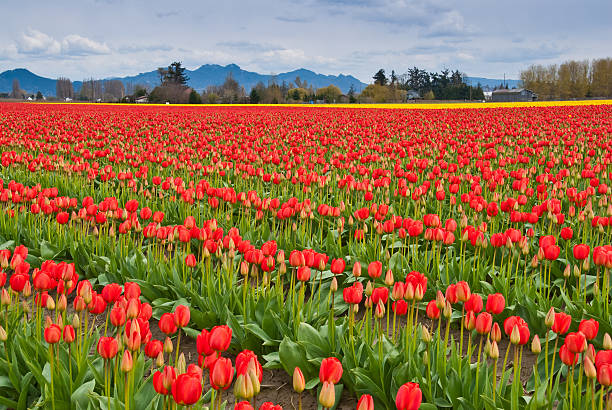 Tulip Fields Blooming in the Skagit Valley The Skagit Valley Tulip Festival is held annually in the spring, April 1 to April 30. During that time the bulb farms burst with color from the many varieties of tulips and daffodils. Visitors come from far and wide to take in the spectacular display. This field of tulips is near the town of Mount Vernon in Washington State, USA. jeff goulden agriculture stock pictures, royalty-free photos & images