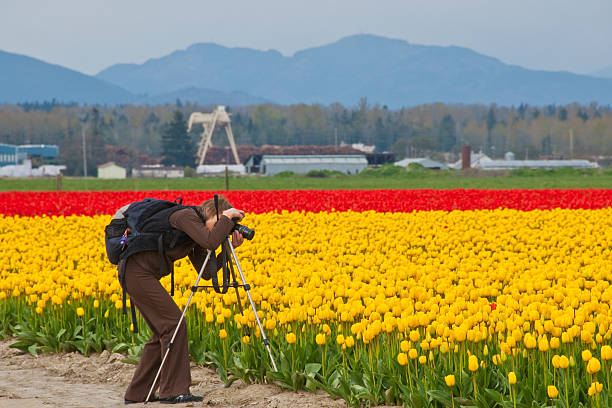 Photographing the Tulips Mount Vernon, Washington, USA - April 20, 2011: The Skagit Valley Tulip Festival is held annually in the spring, April 1 to April 30. During that time the bulb farms burst with color from the many varieties of tulips and daffodils. Visitors, including photographers, come from far and wide to take in the spectacular display. This woman is taking a close-up photograph of a yellow tulip. jeff goulden people stock pictures, royalty-free photos & images