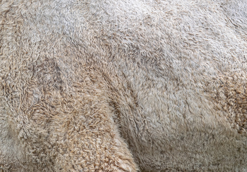 The Skin Of A Camel On Its Side And Hip Background Texture Of A Camels ...