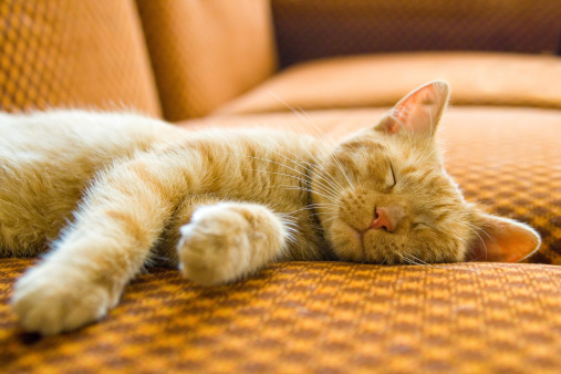 the-sleeping-cat-picture-id146757760