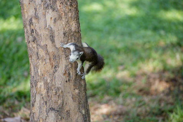 Photo of The small squirrel.