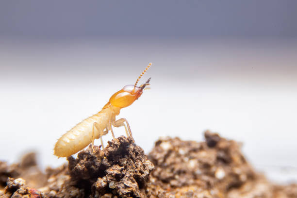 young termite