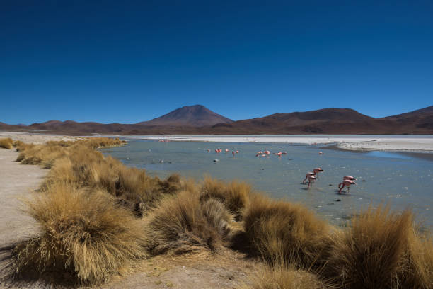 The smelly lake Hedionda (Laguna Edionda) with flamingos on the Bolivian highlands stock photo