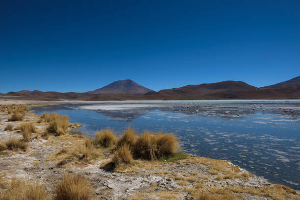 The smelly lake Hedionda (Laguna Edionda) with flamingos on the Bolivian highlands stock photo