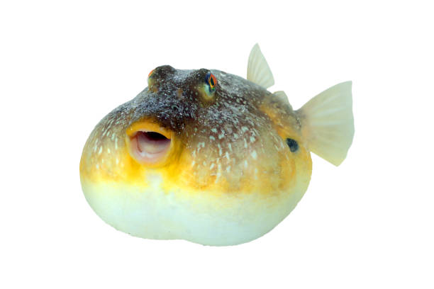 The southern puffer, Sphoeroides nephelus, is a species in the family Tetraodontidae, or pufferfishes stock photo