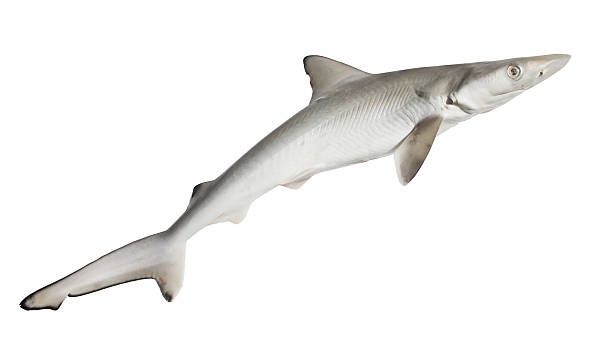 The  spurdog, mud shark, spiny  or piked dogfish stock photo