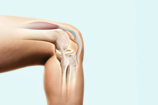 The structure of the knee joint. stock photo
