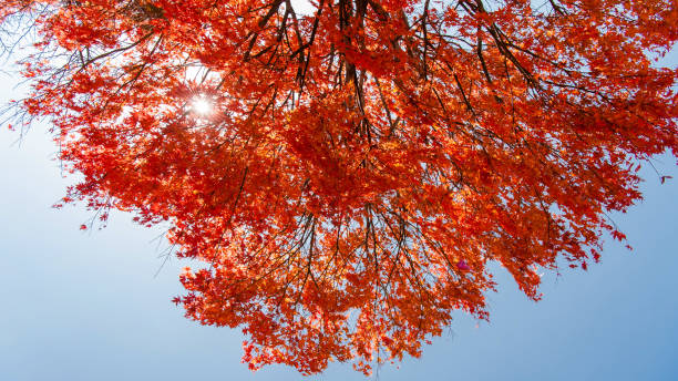 The sun shines through the red maple leaves in the blue sky, autumn season, Nikko, Japan stock photo