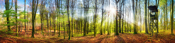 The sun shining in a forest at springtime, wide panorama stock photo