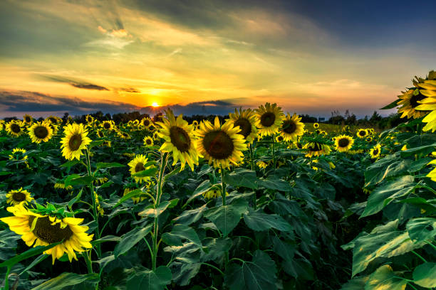 The Sunflower Field stock photo