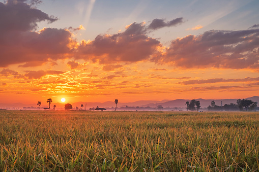 The Sunset On The Rice Field Stock Photo - Download Image Now - iStock
