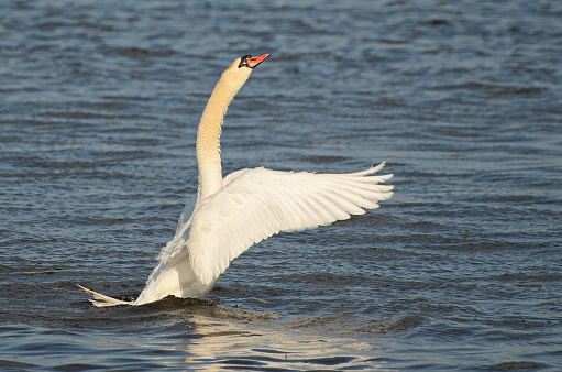 The swan flutters its wings in the water on a sunny spring evening.