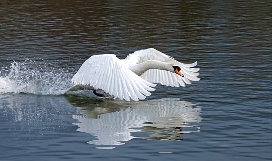 The swan is looking for prey in the lake