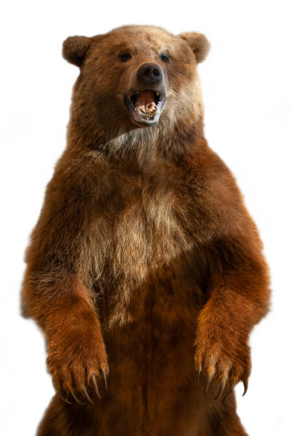 The taxidermy of a Kamchatka brown bear on white background Taxidermy of a Kamchatka brown bear on white background hunting trophy stock pictures, royalty-free photos & images