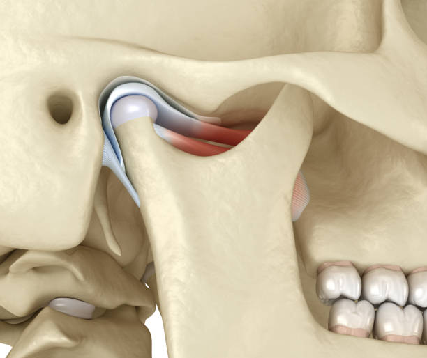 TMJ: The temporomandibular joints. Healthy occlusion anatomy. Medically accurate 3D illustration of human teeth and dentures concept stock photo