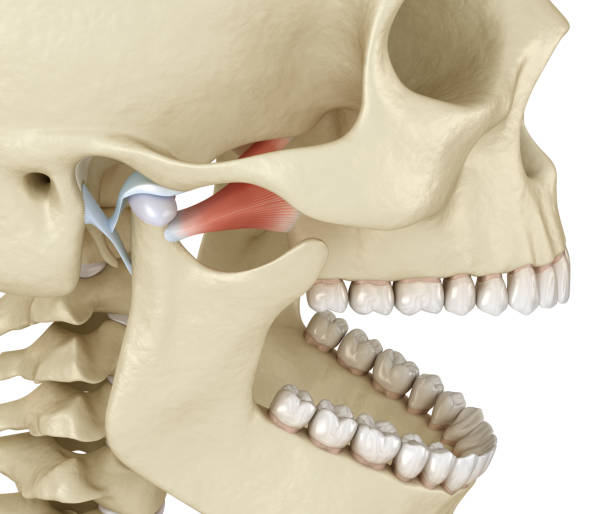 TMJ: The temporomandibular joints. Healthy occlusion anatomy. Medically accurate 3D illustration of human teeth and dentures concept TMJ: The temporomandibular joints. Healthy occlusion anatomy. Medically accurate 3D illustration of human teeth and dentures concept human jaw bone stock pictures, royalty-free photos & images