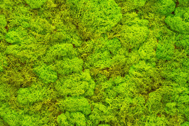 The texture of green reindeer moss (Cladonia rangiferina). Decorative natural moss for interior design stock photo