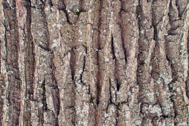 The texture of the bark of an old tree close-up. An abstract background for layouts. stock photo