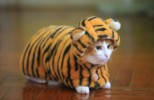 the tiger dressing , cat costume stock photo