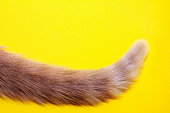 istock The tip of a red cat's tail. 1321162576