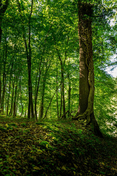 drzewo w cichym zielonym lesie czystej przyrody dbającej o środowisko - wald zdjęcia i obrazy z banku zdjęć