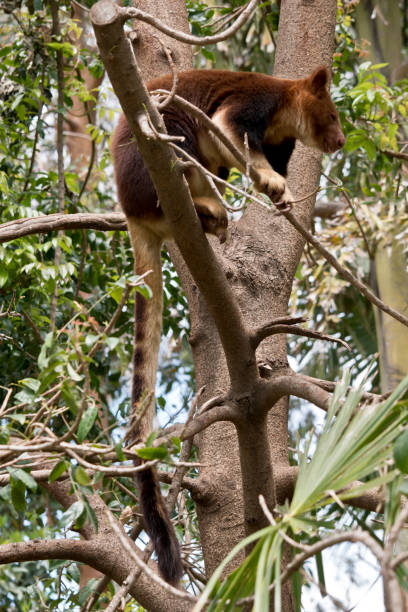 the tree kangaroo is climbing a  tree the tree kangaroo is rufous and tan it is the only kangaroo that can climb a tree Tree Kangaroo stock pictures, royalty-free photos & images