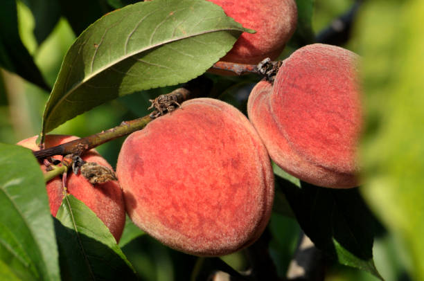 桃の木 - 桃　中国 ストックフォトと画像