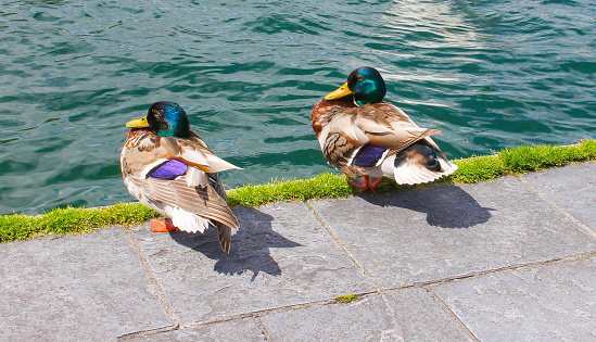 The two ducks at lakeside walk way in Geneva, Switzerland.