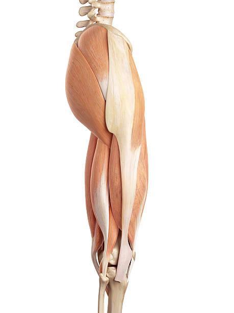 Royalty Free Upper Legs Muscles Anatomy Pictures, Images ...