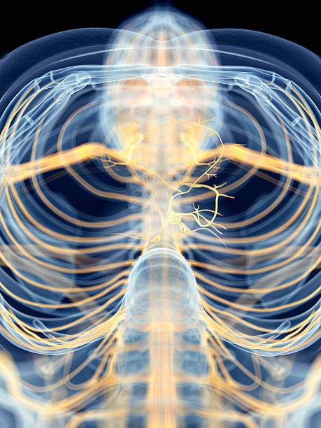 the vagus nerve medically accurate illustration of the vagus nerve vagus nerve stock pictures, royalty-free photos & images