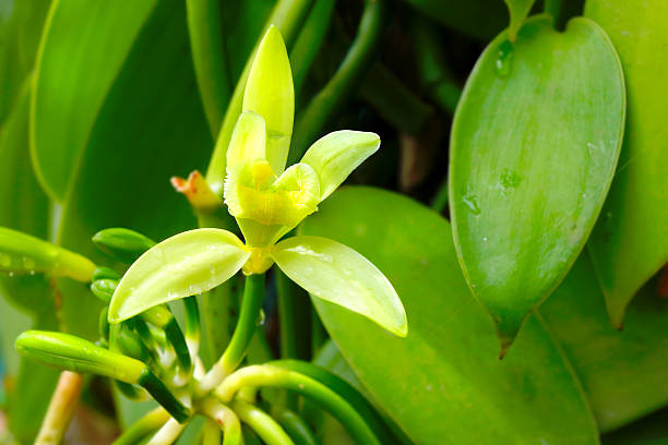 The Vanilla flower. stock photo